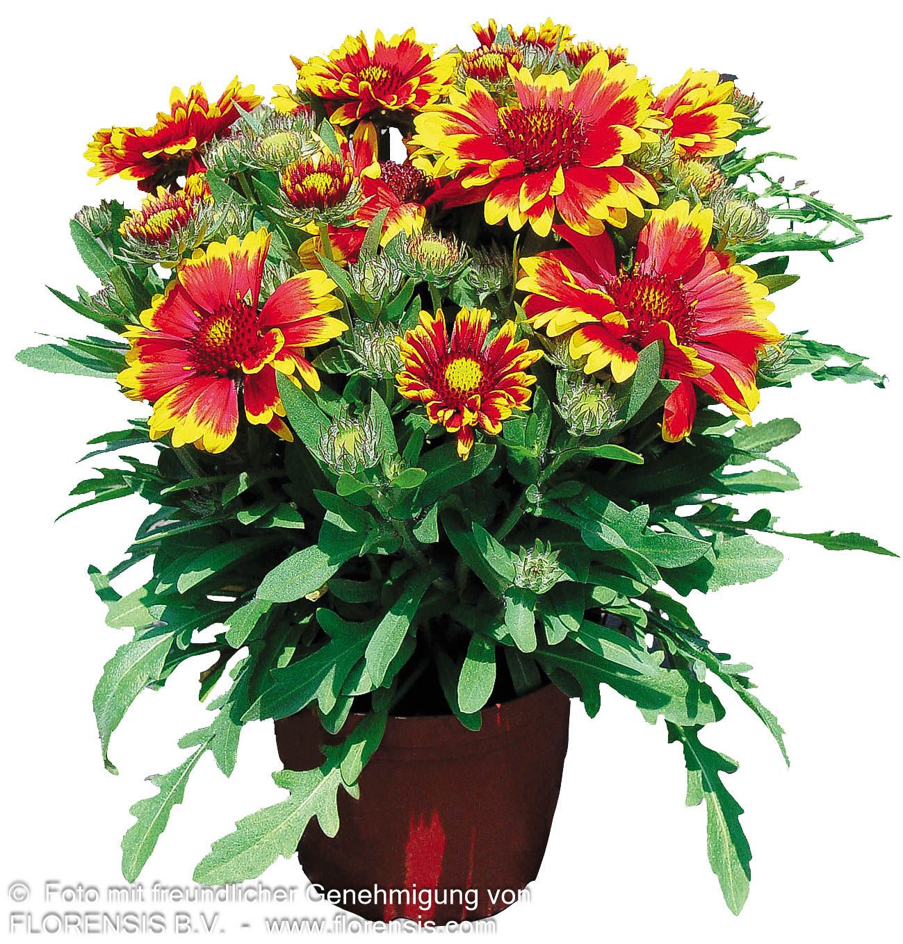 Großblumige Kokardenblume 'Arizona Sun' (Gaillardia x grandiflora)