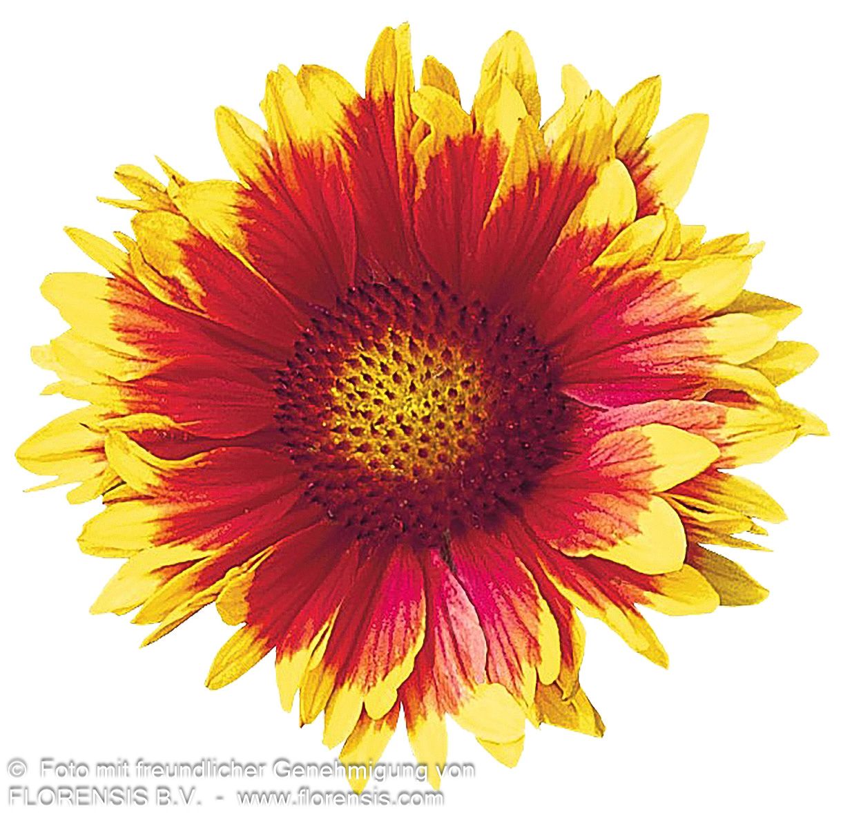 Großblumige Kokardenblume 'Arizona Sun' (Gaillardia x grandiflora)