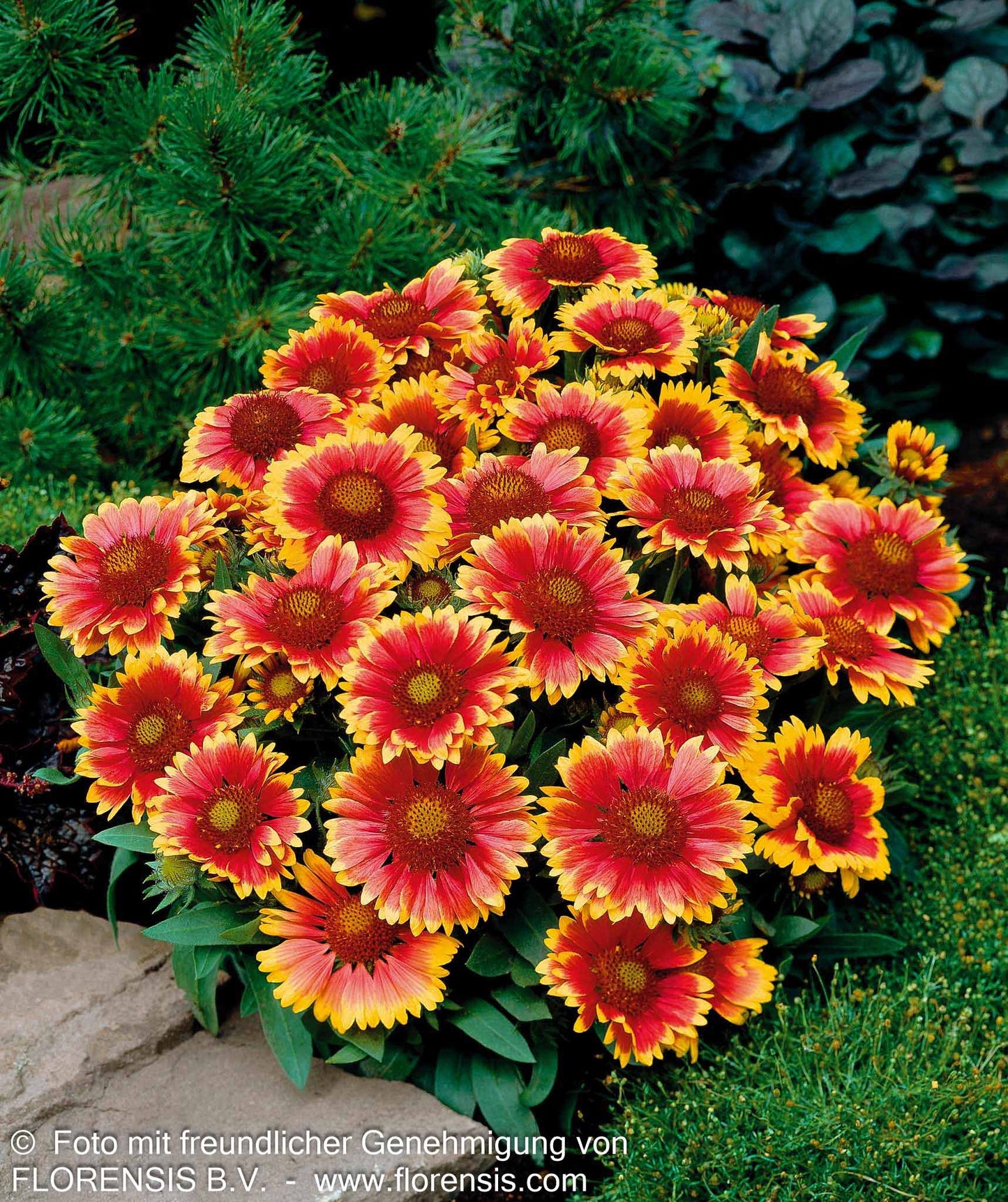 Großblumige Kokardenblume 'Arizona Sun' (Gaillardia x grandiflora)