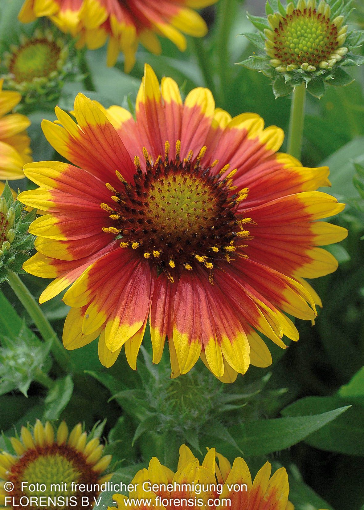 Großblumige Kokardenblume 'Arizona Sun' (Gaillardia x grandiflora)