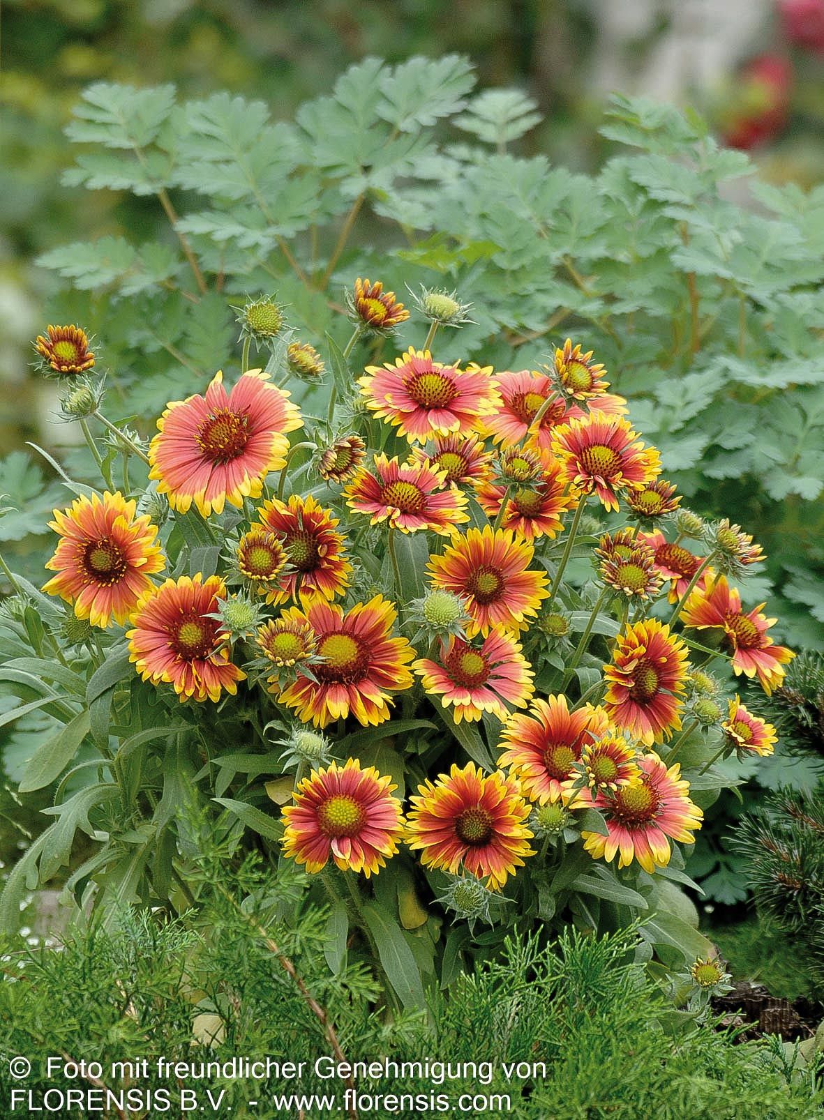 Großblumige Kokardenblume 'Arizona Sun' (Gaillardia x grandiflora)