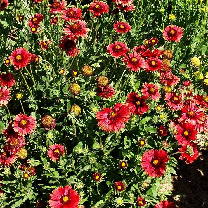 Großblumige Kokardenblume 'Burgunder' (Gaillardia x grandiflora)