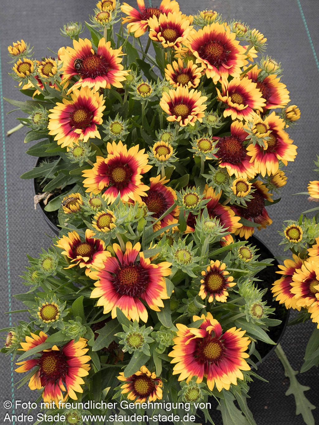 Großblumige Kokardenblume 'Kobold' (Gaillardia x grandiflora)