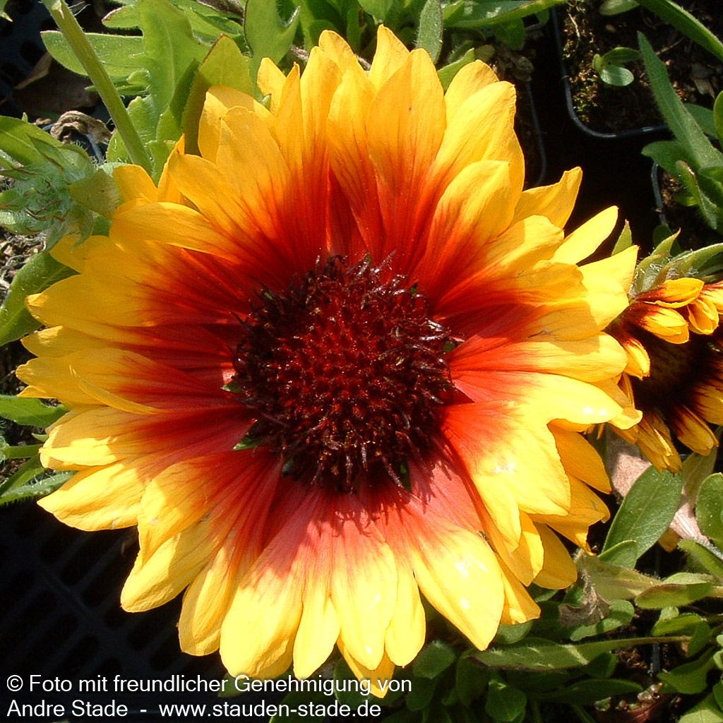 Großblumige Kokardenblume 'Kobold' (Gaillardia x grandiflora)