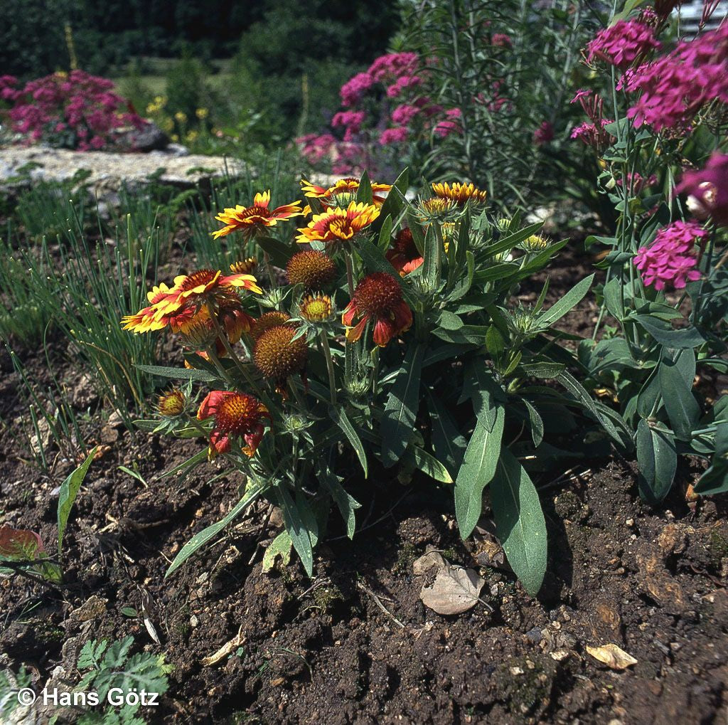 Großblumige Kokardenblume 'Kobold' (Gaillardia x grandiflora)