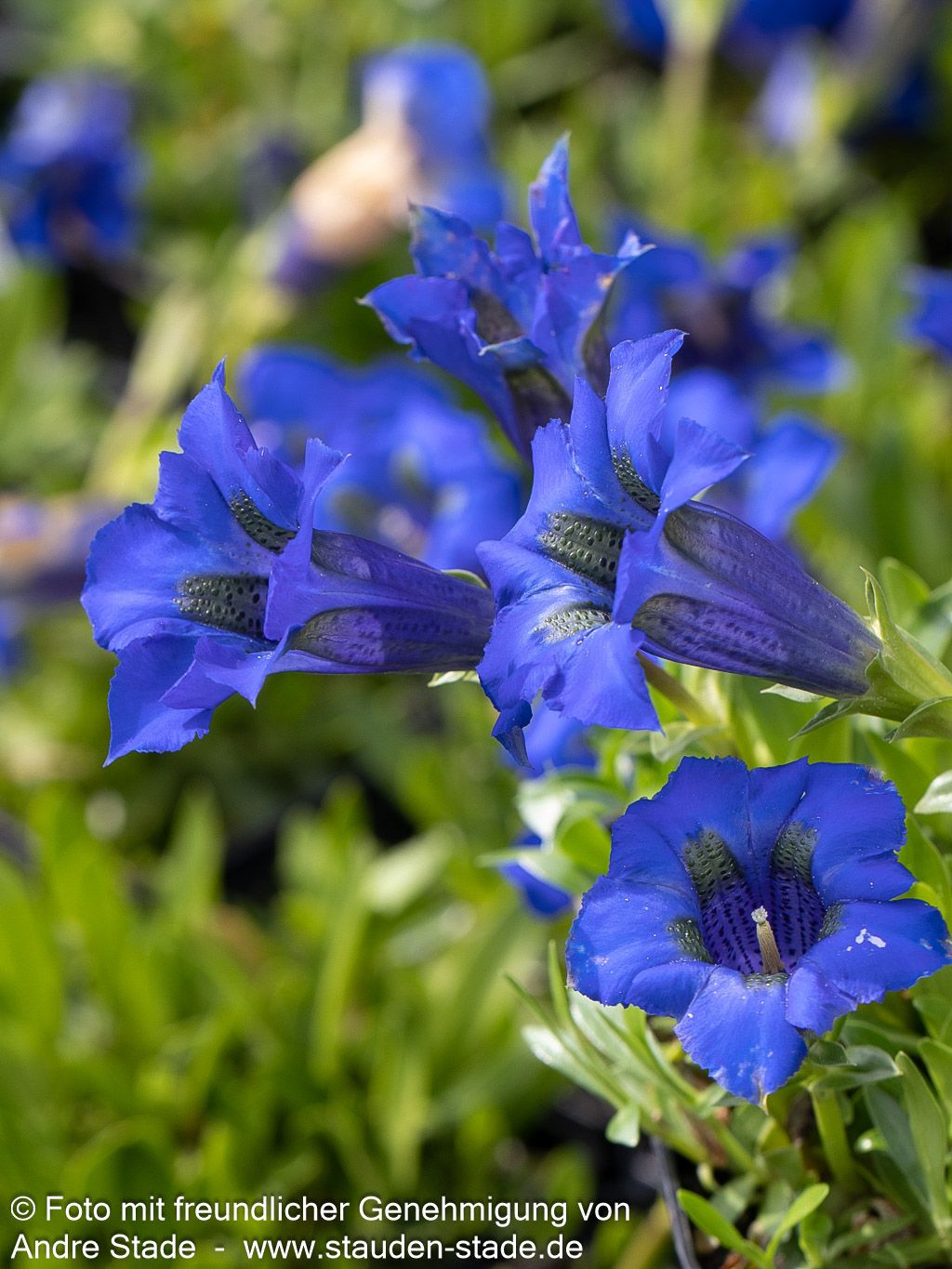 Großblumiger Frühlings-Enzian (Gentiana acaulis)