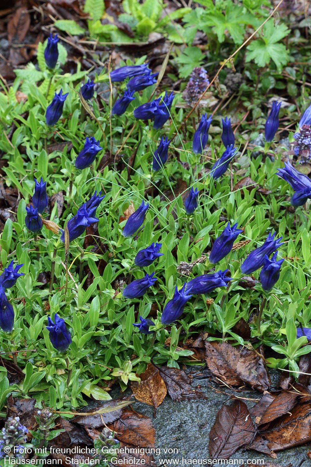 Großblumiger Frühlings-Enzian (Gentiana acaulis)