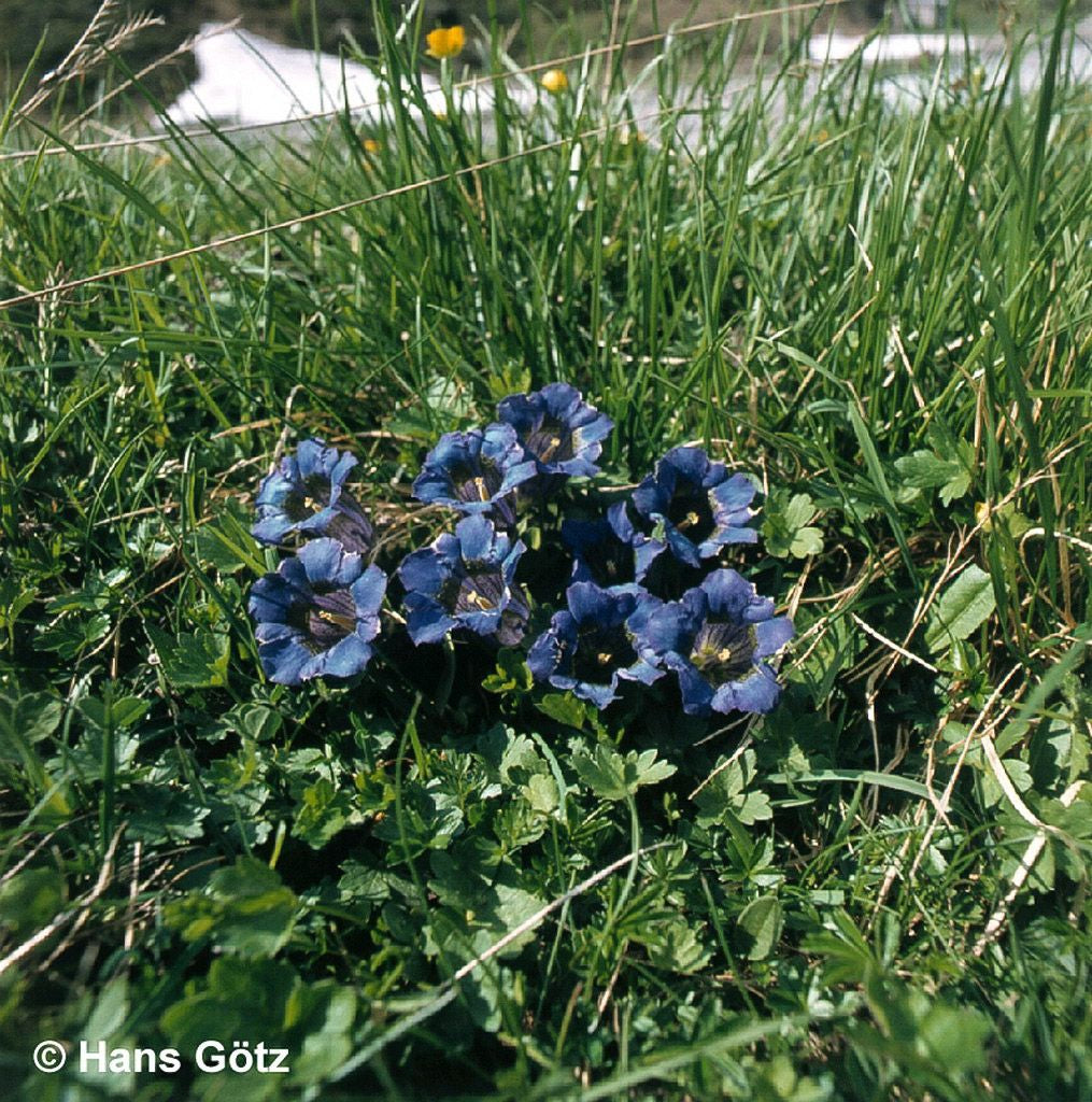 Großblumiger Frühlings-Enzian (Gentiana acaulis)