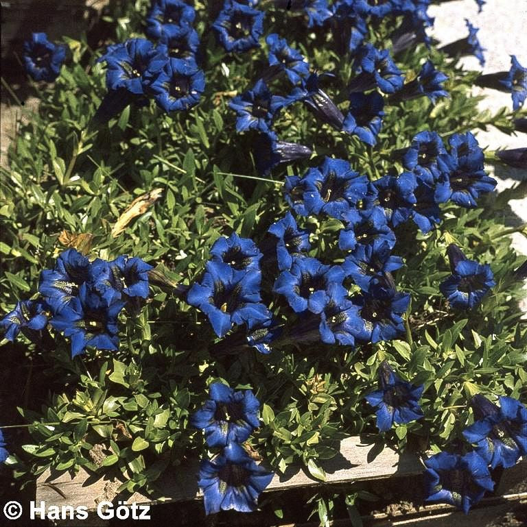 Großblumiger Frühlings-Enzian (Gentiana acaulis)