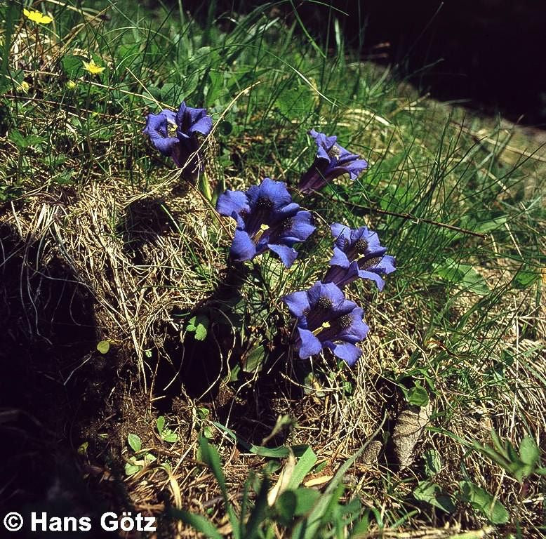 Großblumiger Frühlings-Enzian (Gentiana acaulis)
