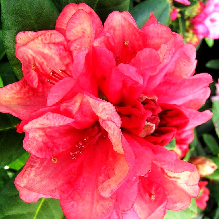 Großblumiger Rhododendron 'Amaretto' (Rhododendron x cult. III)