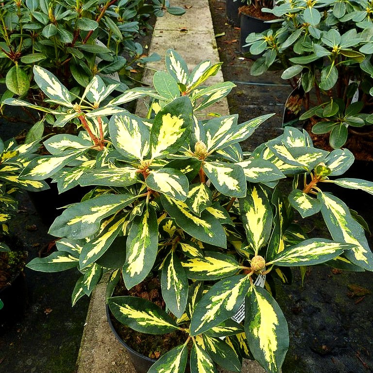 Großblumiger Rhododendron 'Blattgold' (Rhododendron x cult. IV)