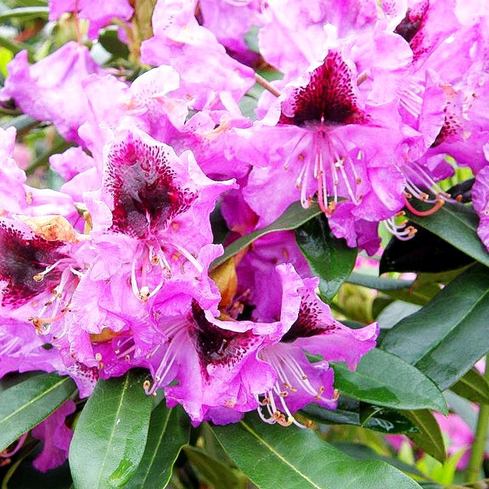 Großblumiger Rhododendron 'Blaue Jungs' (Rhododendron x cult.)