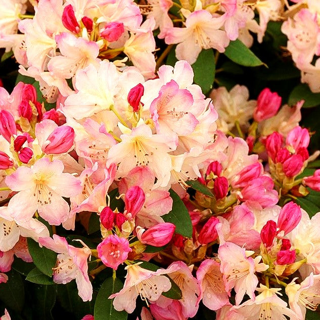 Großblumiger Rhododendron 'Brasilia' (Rhododendron x cult. III)