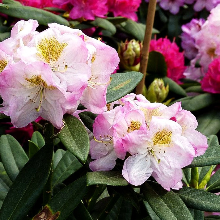 Großblumiger Rhododendron 'Brigitte' (Rhododendron x cult. III)