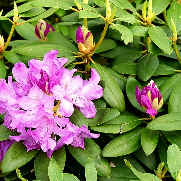 rhododendron groß Großblumiger Rhododendron 'Catawb. Grandiflorum' (Rhododendron x cult. I)  kaufen – pflanzenmax.de