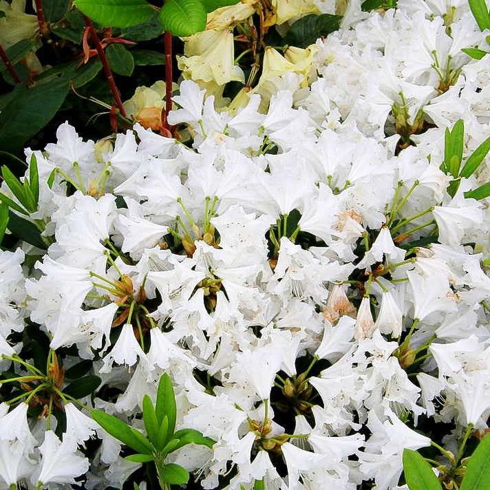 Großblumiger Rhododendron 'Cunningham's White' (Rhododendron x cult. I)