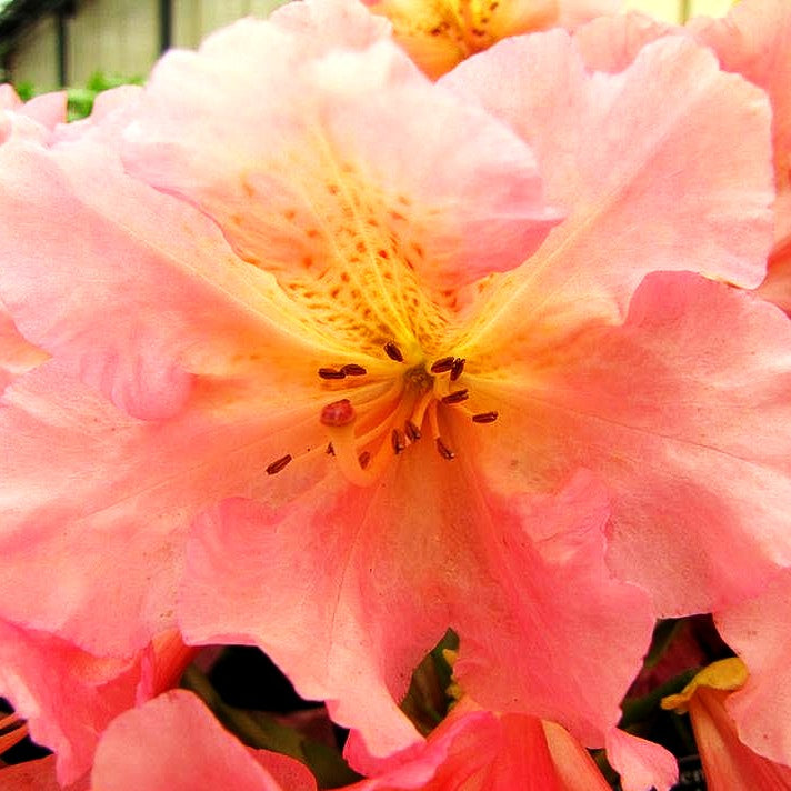 Großblumiger Rhododendron 'Dolcemente' (Rhododendron x cult. IV)