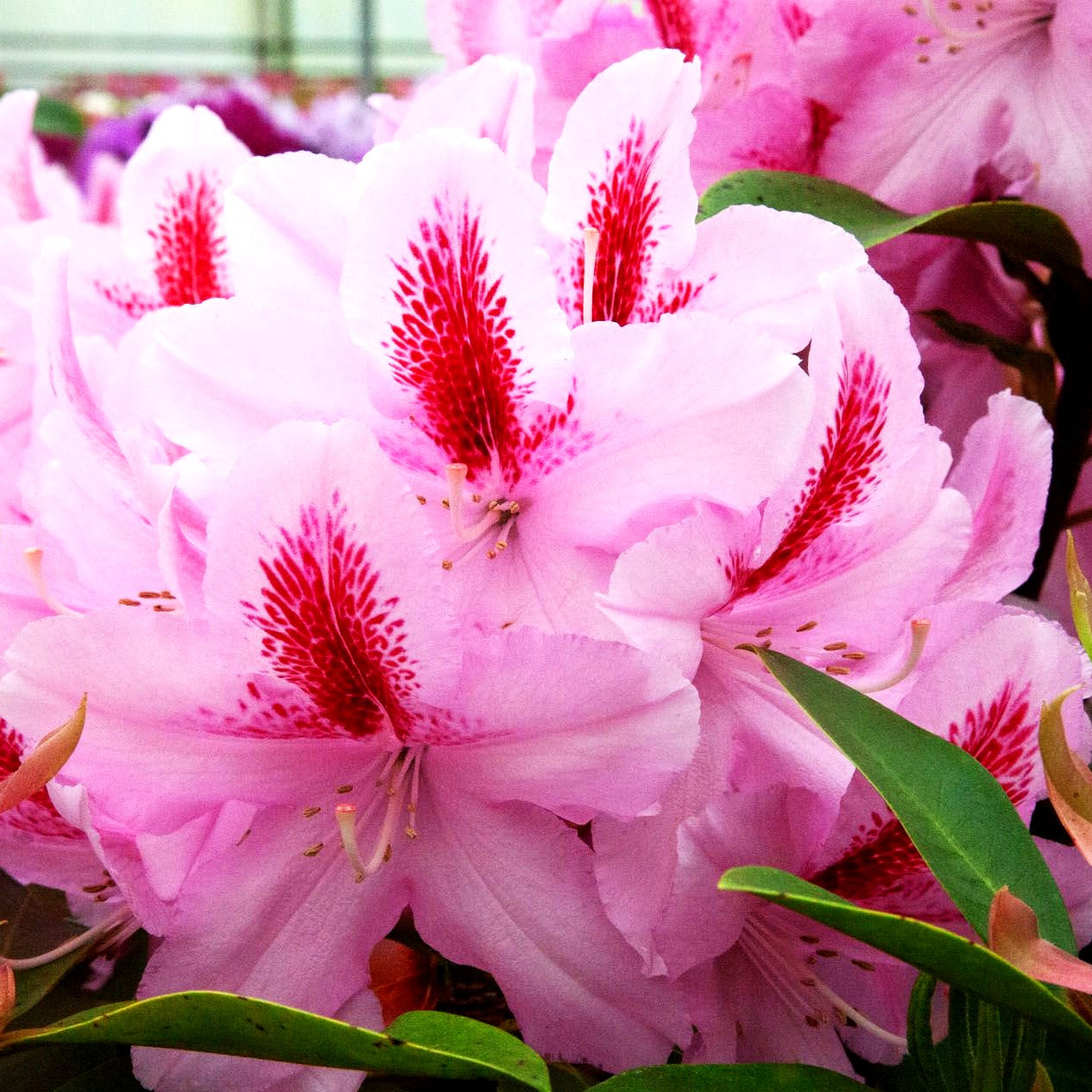 Großblumiger Rhododendron 'Furnivall's Daughter' (Rhododendron x cult. III)