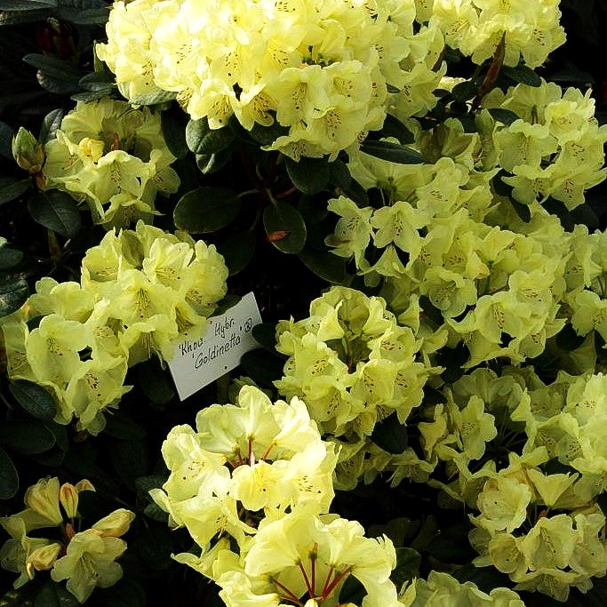 Großblumiger Rhododendron 'Goldinetta' (Rhododendron x cult. IV)