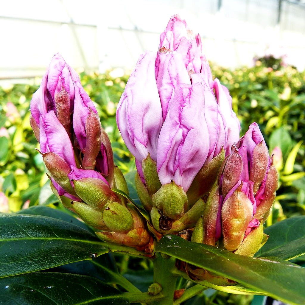 Großblumiger Rhododendron 'Graffito' (Rhododendron x cult. III)