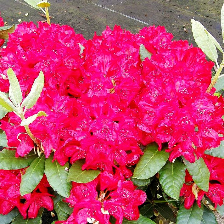 Großblumiger Rhododendron 'Hachm. Feuerschein' (Rhododendron x cult. III)