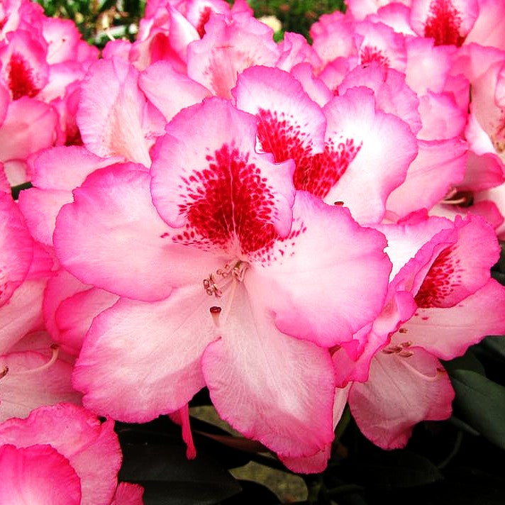 Großblumiger Rhododendron 'Hachmann's Charmant' (Rhododendron x cult. IV)