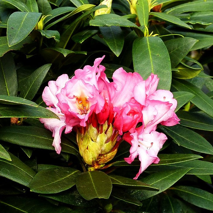 Großblumiger Rhododendron 'Herbstzauber' (Rhododendron x cult. IV)