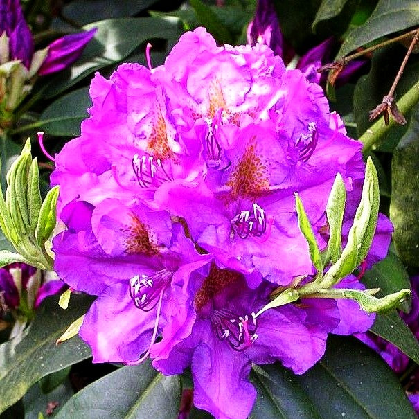 Großblumiger Rhododendron 'Lee's Dark Purple' (Rhododendron x cult. II)