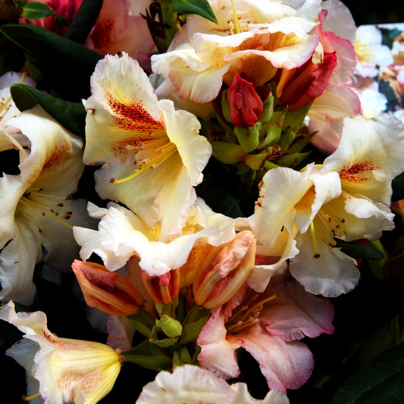 Großblumiger Rhododendron 'Marylou' (Rhododendron x cult. III)