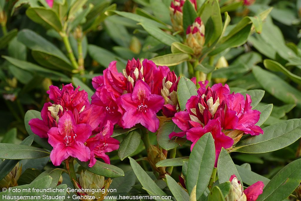 Großblumiger Rhododendron 'Nova Zembla' (Rhododendron x cult. II)