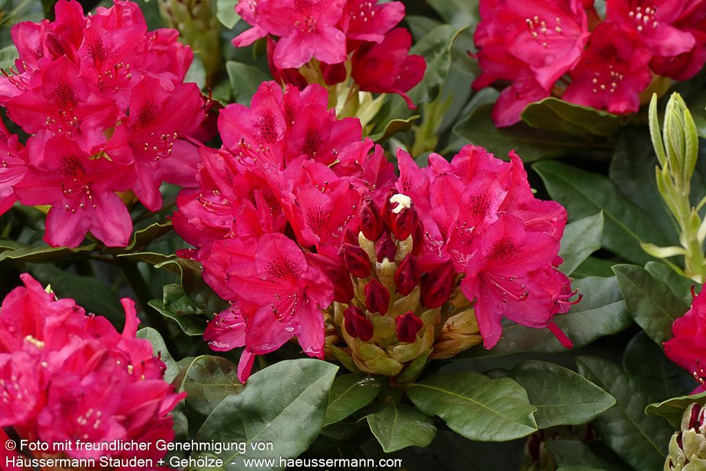 Großblumiger Rhododendron 'Nova Zembla' (Rhododendron x cult. II)