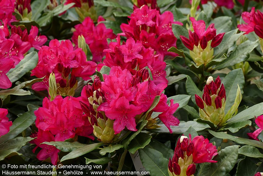 Großblumiger Rhododendron 'Nova Zembla' (Rhododendron x cult. II)