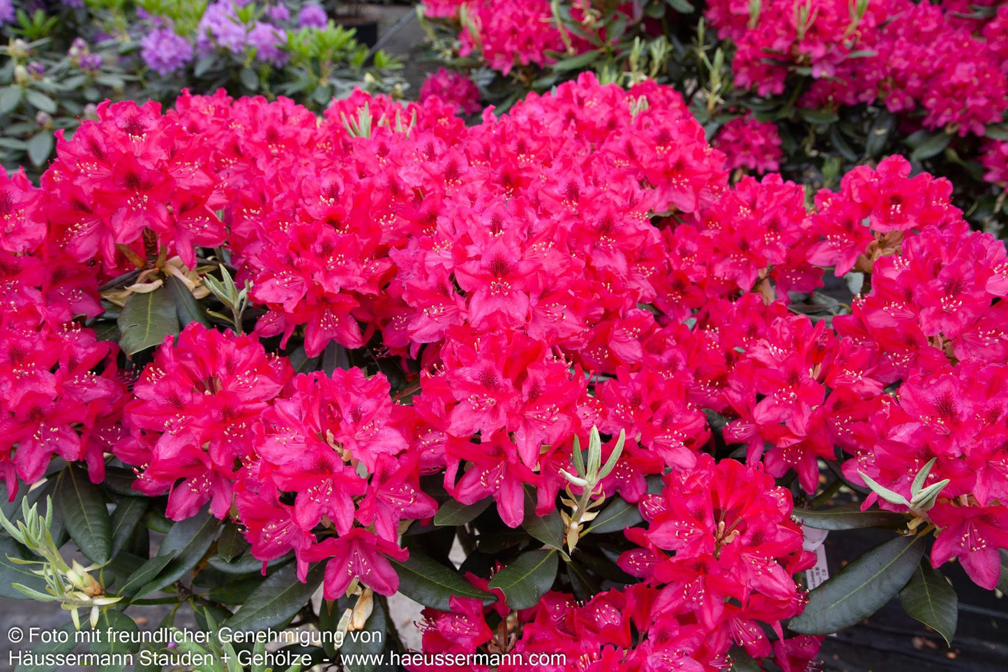 Großblumiger Rhododendron 'Nova Zembla' (Rhododendron x cult. II)