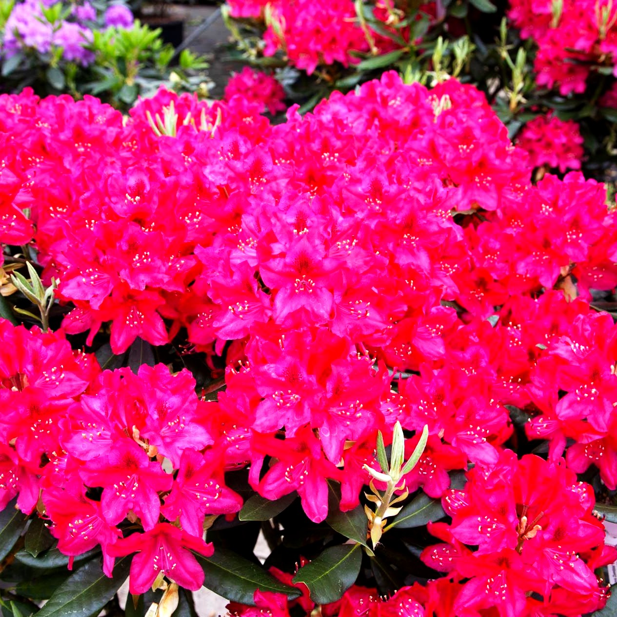 Großblumiger Rhododendron 'Nova Zembla' (Rhododendron x cult. II)