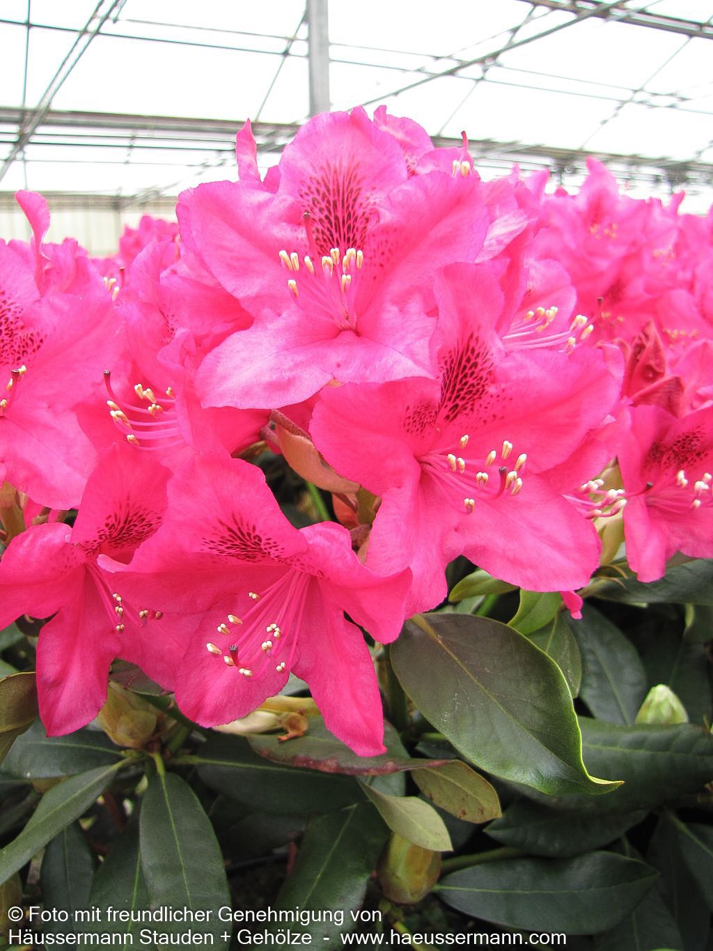 Großblumiger Rhododendron 'Nova Zembla' (Rhododendron x cult. II)