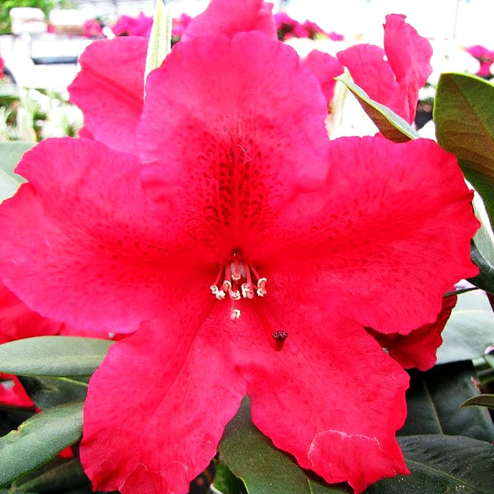 Großblumiger Rhododendron 'Rabatz' (Rhododendron x cult. IV)
