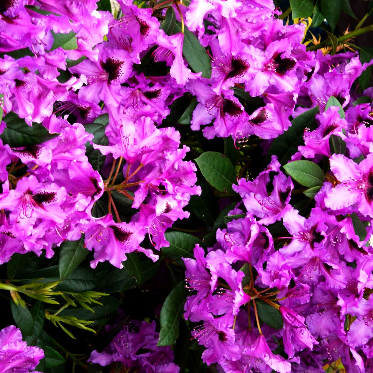 Großblumiger Rhododendron 'Rhod.park Graal-Müritz' (Rhododendron x cult. III)