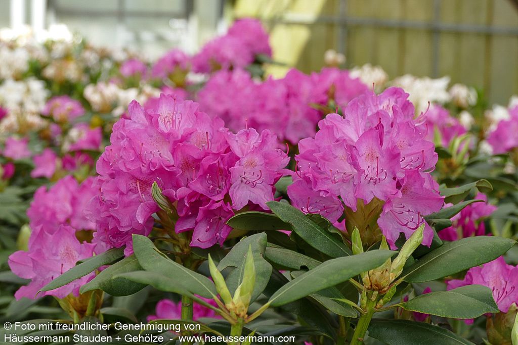Großblumiger Rhododendron 'Roseum Elegans' (Rhododendron x cult. I)