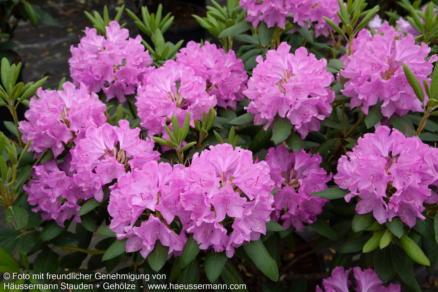Großblumiger Rhododendron 'Roseum Elegans' (Rhododendron x cult. I)