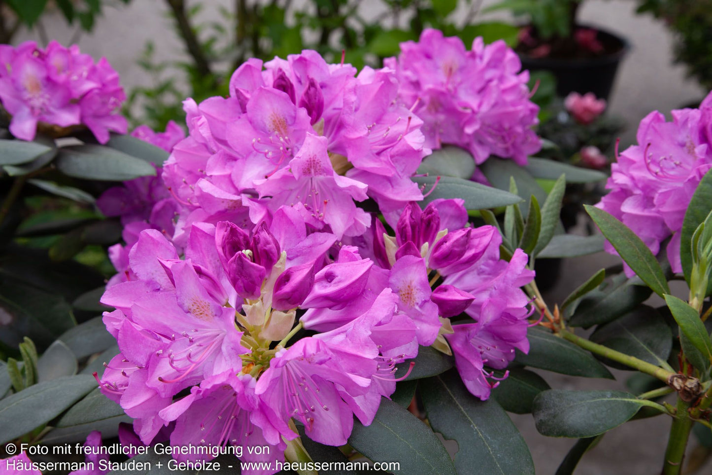 Großblumiger Rhododendron 'Roseum Elegans' (Rhododendron x cult. I)