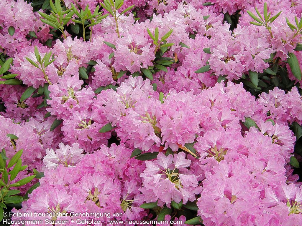Großblumiger Rhododendron 'Roseum Elegans' (Rhododendron x cult. I)