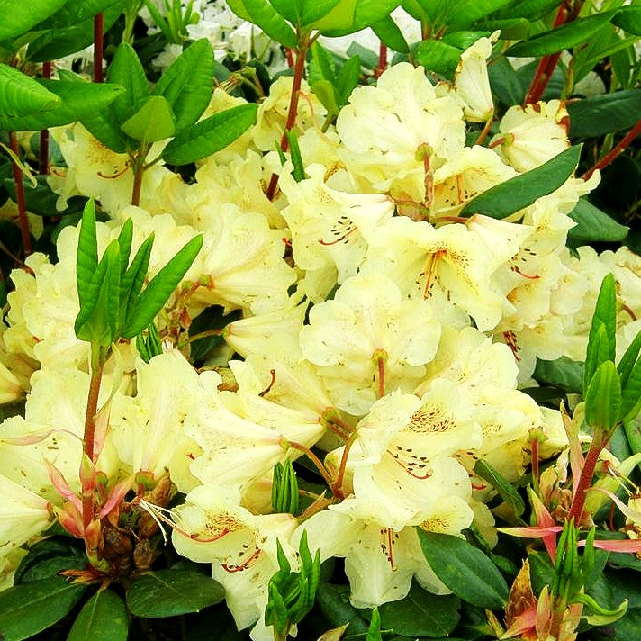 Großblumiger Rhododendron 'Viscy' (Rhododendron x cult. III)