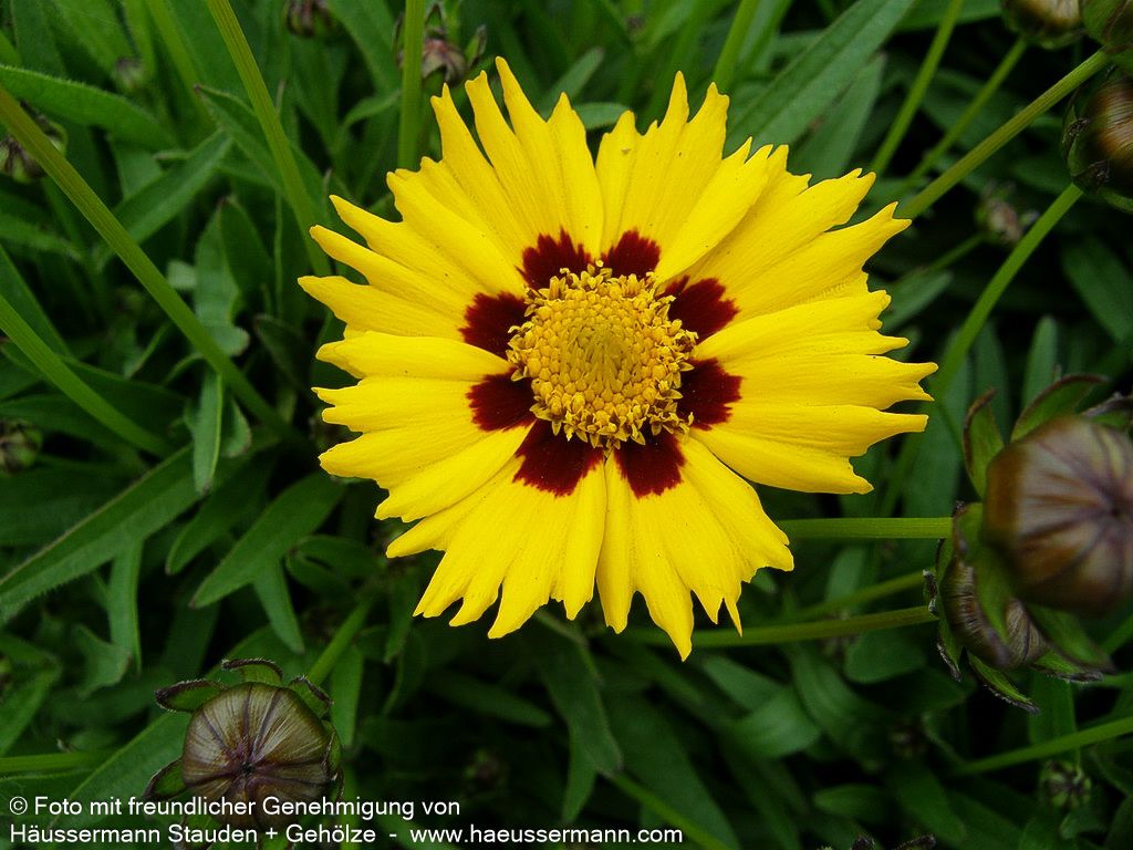 Großblumiges Mädchenauge 'Sunfire' (Coreopsis grandiflora)