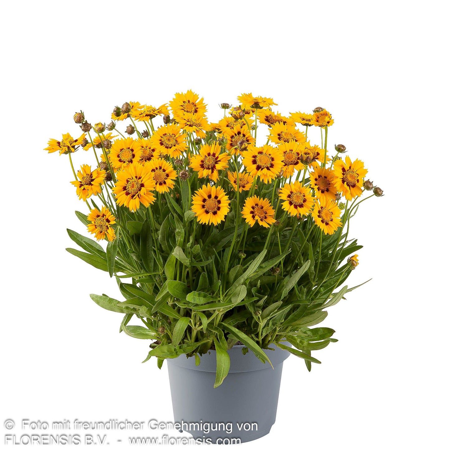 Großblumiges Mädchenauge 'Sunfire' (Coreopsis grandiflora)