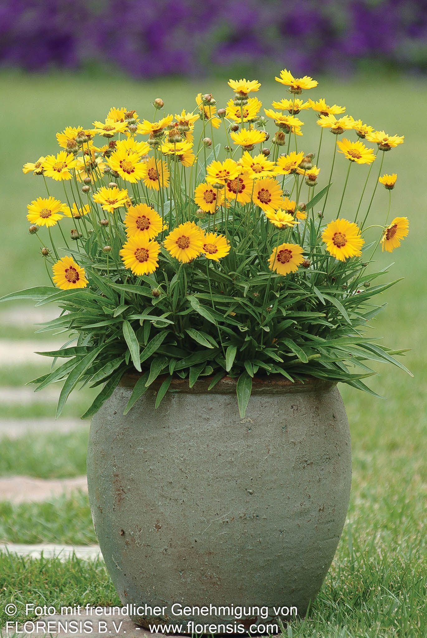 Großblumiges Mädchenauge 'Sunfire' (Coreopsis grandiflora)