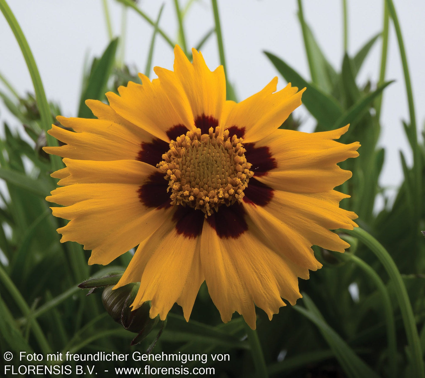 Großblumiges Mädchenauge 'Sunfire' (Coreopsis grandiflora)