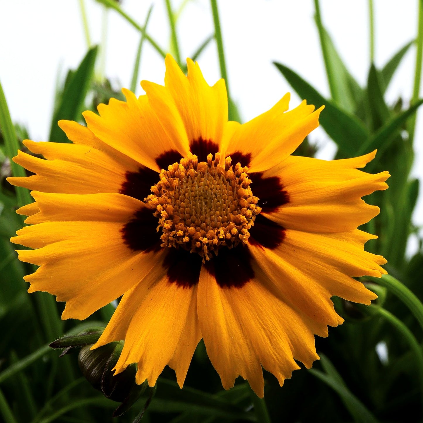 Großblumiges Mädchenauge 'Sunfire' (Coreopsis grandiflora)