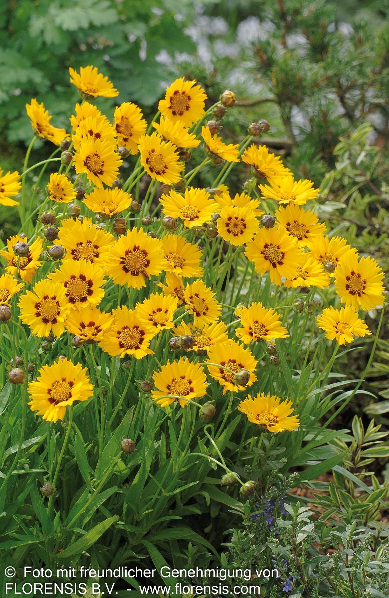 Großblumiges Mädchenauge 'Sunfire' (Coreopsis grandiflora)