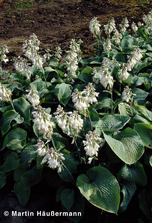 Große Blaublatt-Funkie 'Elegans' (Hosta sieboldiana)